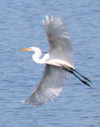 Inland Harbor Coastal Georgia